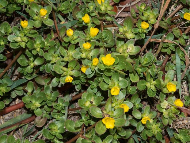 Common Purslane, Little Hogweed (Portulaca oleracea)